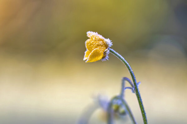 2023-05-FCa-0025-Hahnenfuss