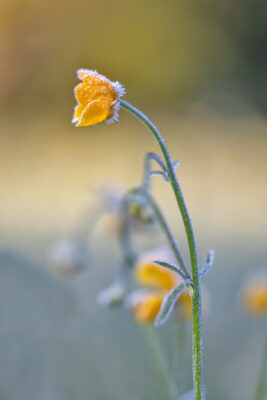 2023-05-FCa-0026-Hahnenfuss