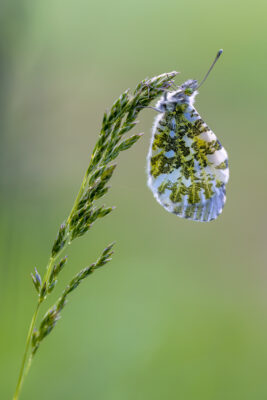 2023-05-FCa-0027-Aurorafalter-weiblich