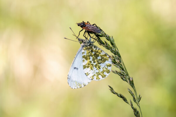 2023-05-FCa-0028-Aurorafalter-weiblich-gewuerfelte-Tanzfliege