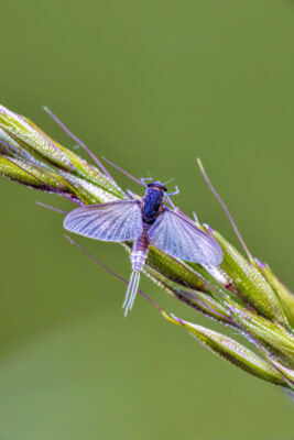 2023-05-FCa-0032-Eintagsfliege