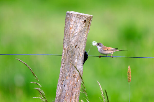 2023-05-FCa-0033-Dorngrasmuecke