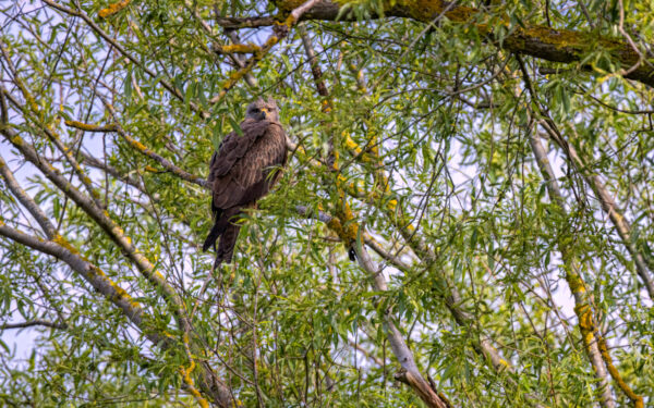 2023-05-FCa-0034-Schwarzmilan