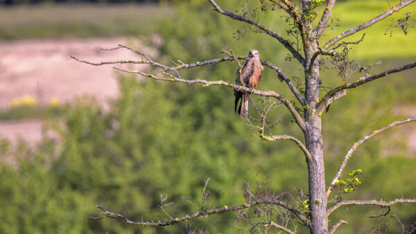 2023-05-FCa-0035-Rotmilan