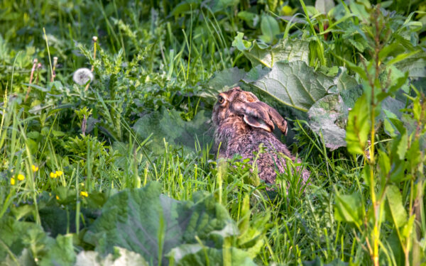 2023-05-FCa-0036-Feldhase