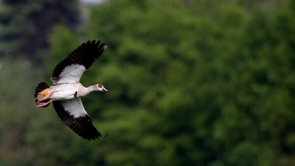 2023-05-FCa-0037-Nilgans