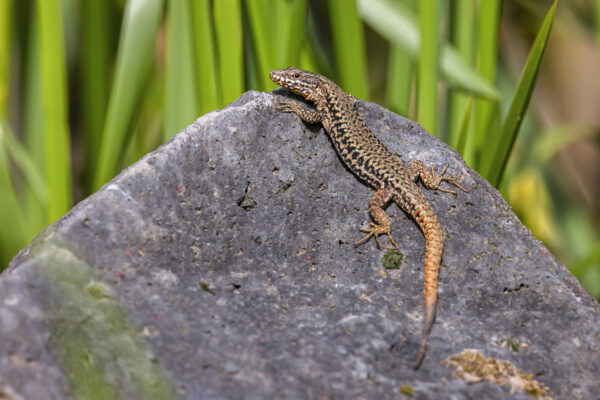 2023-05-FCa-0038-Mauereidechse