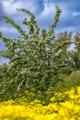 2023-05-FCa-0039-Bluehender-Baum