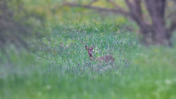 2023-05-FCa-0040-Rehbock