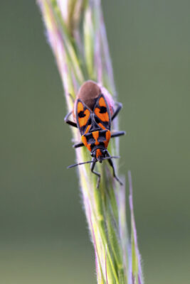 2023-05-FCa-0041-Knappe