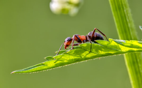 2023-05-FCa-0042-Ameise