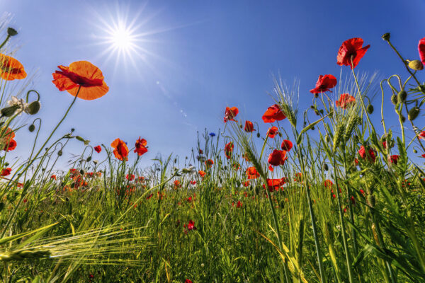 2023-05-FCa-0043-Mohn