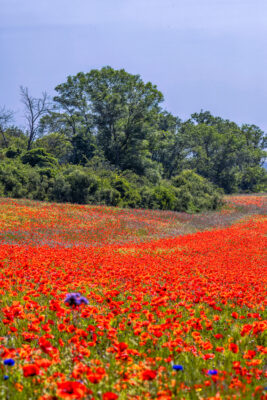 2023-05-FCa-0044-Mohn