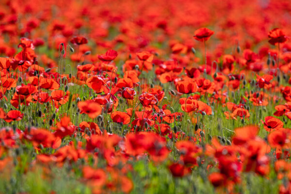 2023-05-FCa-0045-Mohn