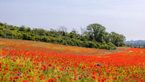 2023-05-FCa-0046-Mohn