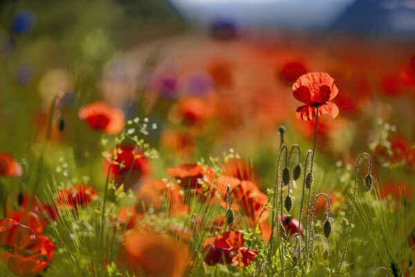 2023-05-FCa-0047-Mohn