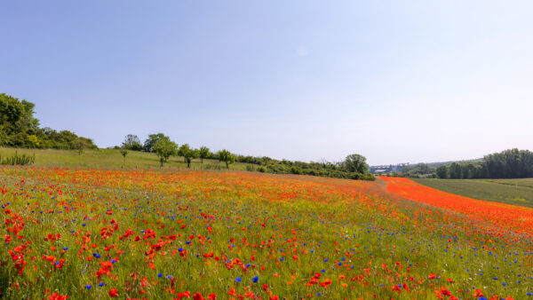 2023-05-FCa-0048-Mohn