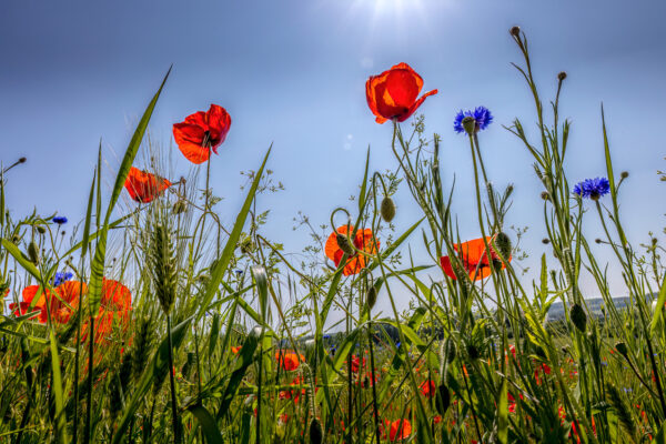 2023-05-FCa-0049-Mohn