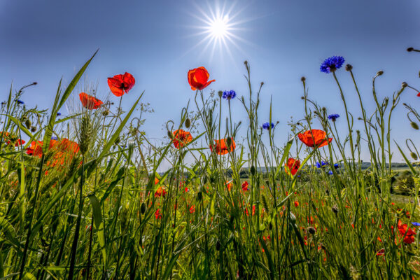 2023-05-FCa-0050-Mohn