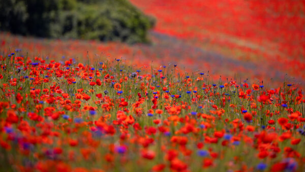 2023-05-FCa-0051-Mohn