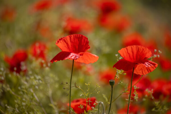 2023-05-FCa-0052-Mohn