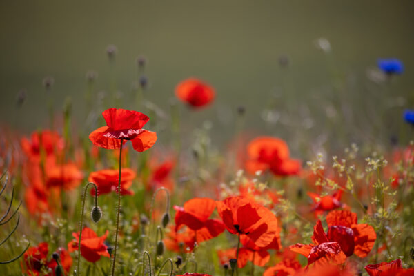 2023-05-FCa-0053-Mohn