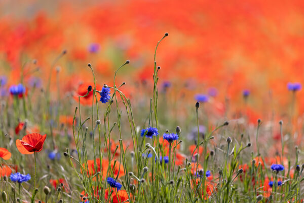 2023-05-FCa-0054-Mohn-Kornblumen