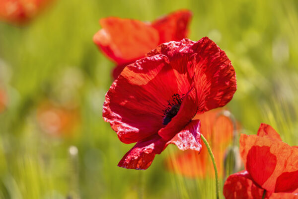 2023-05-FCa-0055-Mohn