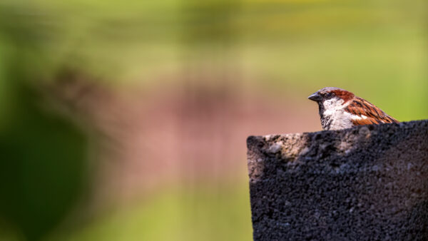 2023-05-FCa-0056-Haussperling-maennlich