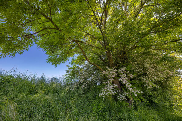 2023-05-FCa-0058-Eifel-Landschaft