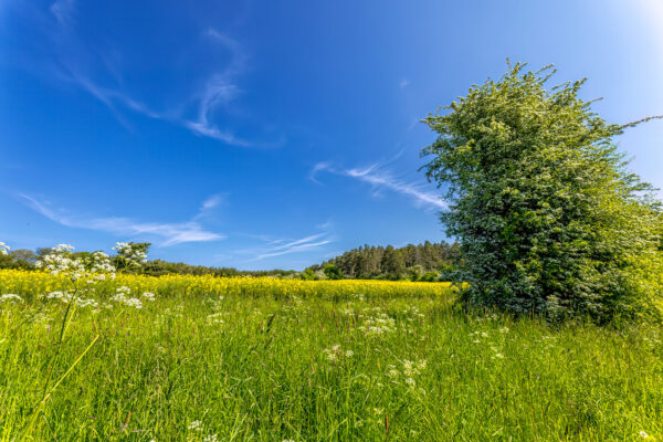 2023-05-FCa-0060-Eifel-Fruehsommerlandschaft