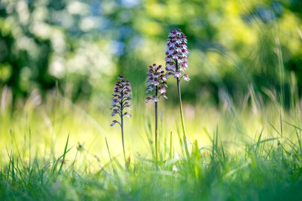 2023-05-FCa-0061-Purpur-Knabenkraut