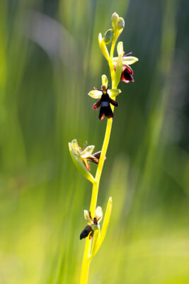 2023-05-FCa-0062-Fliegen-Ragwurz