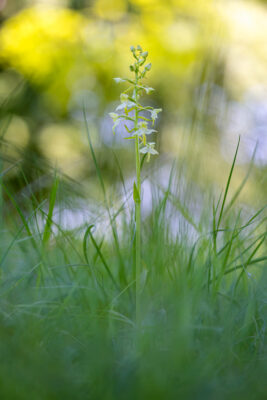 2023-05-FCa-0063-Gruenliche-Waldhyazinthe