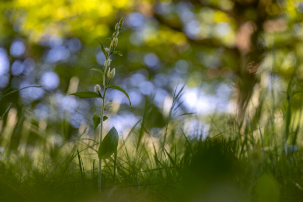 2023-05-FCa-0065-Weisses-Waldvoeglein