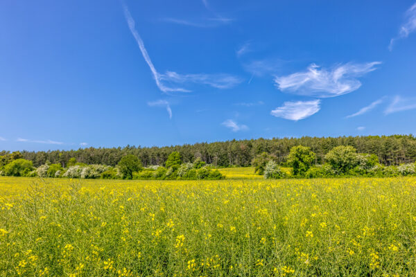 2023-05-FCa-0066-Eifel-Fruehsommerlandschaft