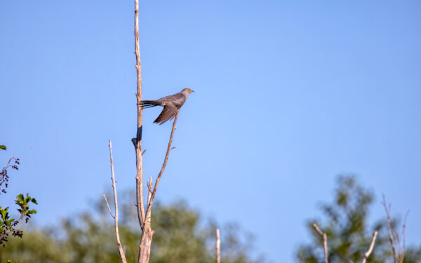 2023-06-FCa-0003-Kuckuck