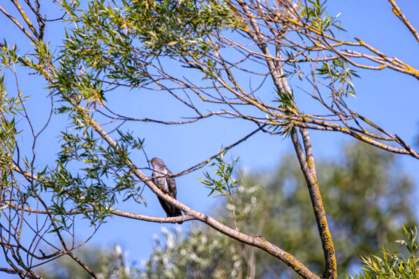 2023-06-FCa-0005-Kuckuck