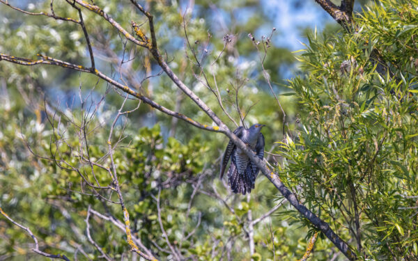 2023-06-FCa-0006-Kuckuck