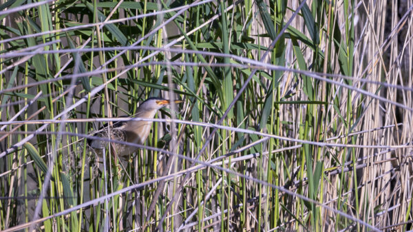 2023-06-FCa-0007-Zwergdommel-maennlich