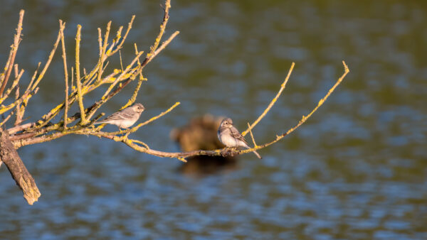 2023-06-FCa-0009-Junge-Bachstelzen