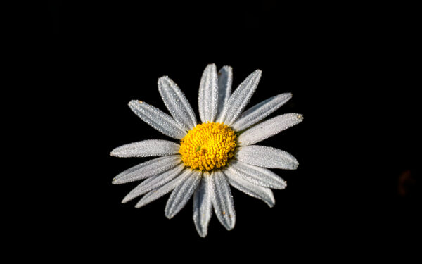 2023-06-FCa-0012-Margerite