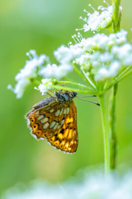 2023-06-FCa-0013-Schluesselblumen-Wuerfelfalter