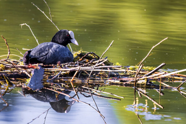 2023-06-FCa-0015-Blaesshuhn