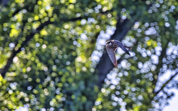 2023-06-FCa-0016-Baumfalke