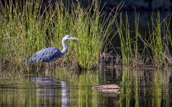 2023-06-FCa-0017-Graureiher