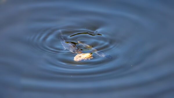 2023-06-FCa-0019-Fische-unbestimmt