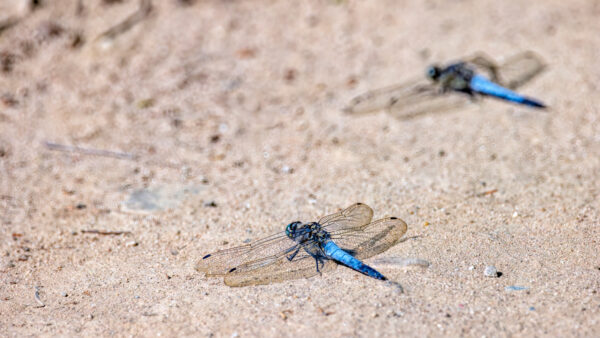 2023-06-FCa-0020-Grosser-Blaupfeil-maennlich