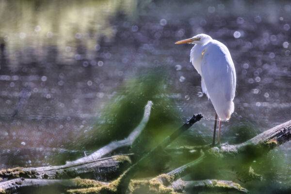 2023-06-FCa-0021-Silberreiher