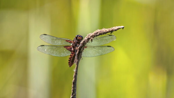 2023-06-FCa-0022-Plattbauch-maennlich